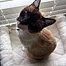 cat, siamese_cat, pet_bed, whiskers, window_blinds, indoor, feline, curious, soft_texture, close_up, animal, cozy, brown_fur, white_fur, looking_up, sitting, domestic_animal, natural_light, cute, portrait