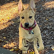 Baby Girl is registered to the contest to win money with this photo: dog, running, outdoor, ears_up, collar, pet, animal, wood_chips, leaves, sunlight, daylight, nature, cute, young_dog, active, playful, brown_dog, closeup, energetic, walking