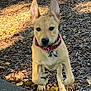 dog, running, outdoor, ears_up, collar, pet, animal, wood_chips, leaves, sunlight, daylight, nature, cute, young_dog, active, playful, brown_dog, closeup, energetic, walking