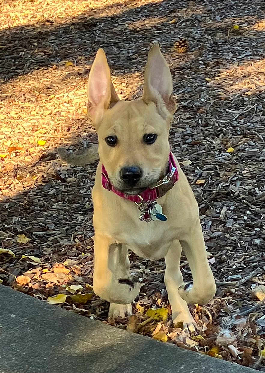 Baby Girl is registered to the contest to win money with this photo: dog, running, outdoor, ears_up, collar, pet, animal, wood_chips, leaves, sunlight, daylight, nature, cute, young_dog, active, playful, brown_dog, closeup, energetic, walking