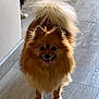 animal, companions, cute, dog, fluffy, fur, happy, home, indoor, looking, pet, playful, pomeranian, small_dog, smiling, standing, tail, two_dogs, wall, wooden_floor