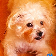 Samson is registered to the contest to win money with this photo: animal, canine, close_up, companion, cream_color, curious, cute, dog, domestic, face, fluffy, friendly, fur, home, indoor, lying_down, pet, portrait, whiskers, wooden_floor