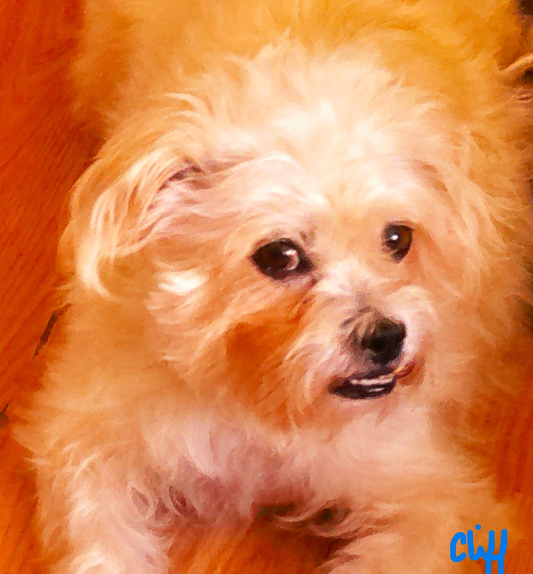 Samson is registered to the contest to win money with this photo: animal, canine, close_up, companion, cream_color, curious, cute, dog, domestic, face, fluffy, friendly, fur, home, indoor, lying_down, pet, portrait, whiskers, wooden_floor