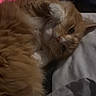 cat, orange_cat, fluffy, pet, lying_down, paw, bed, blanket, indoor, cute, fur, whiskers, relaxed, animal, sleepy, cozy, domestic_cat, mammal, resting, playful
