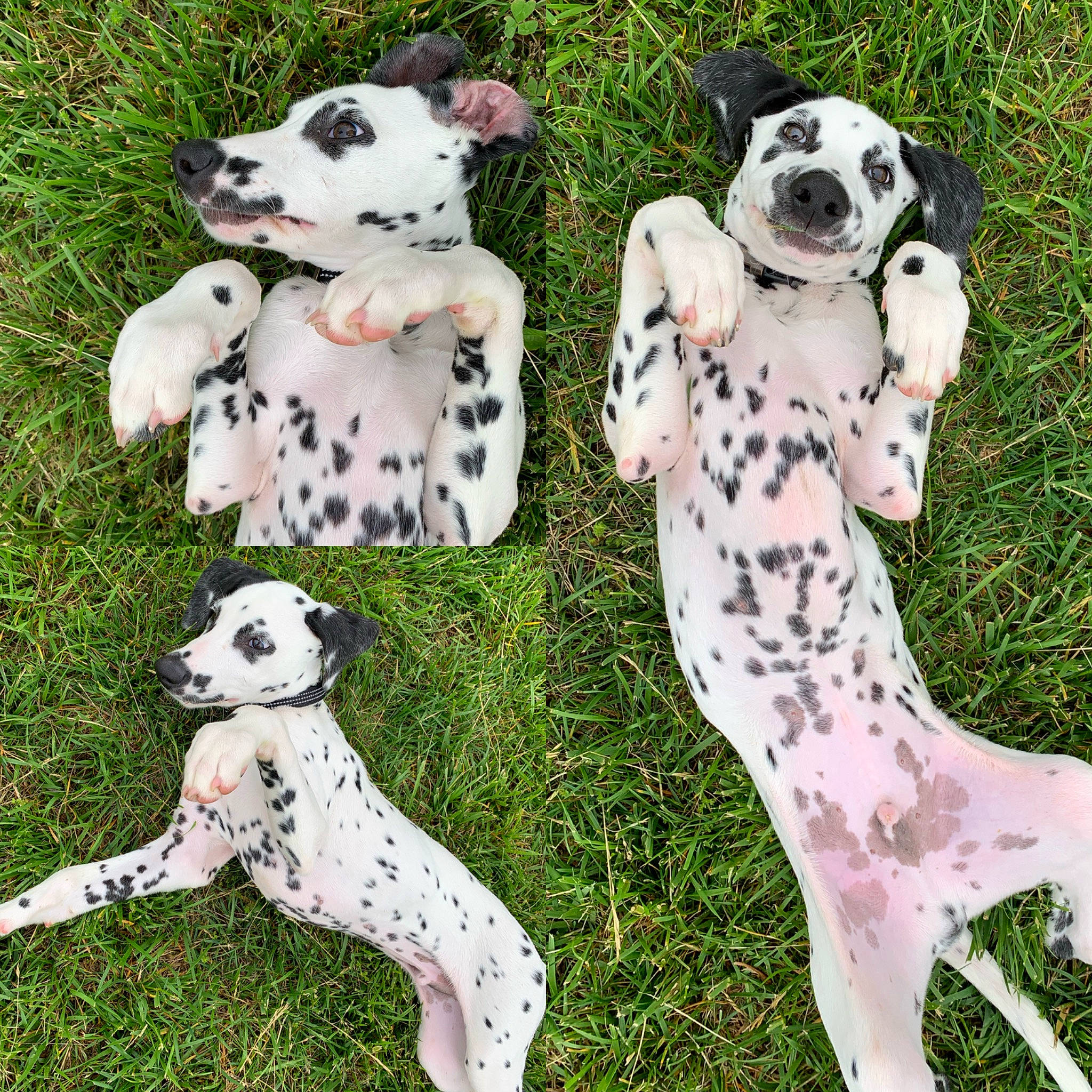 Walker joined the competition — help win amazing prizes! carnivore, collar, companion_dog, dog, dog_breed, dog_collar, dog_supply, fawn, grass, green, mammal, natural_environment, nature, organism, pattern, snout, terrestrial_animal, vertebrate, white, working_animal