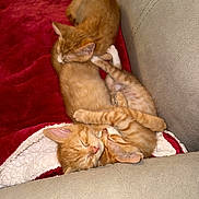 Nugget is registered to the contest to win money with this photo: kitten, cat, orange_tabby, sleeping, cuddle, cozy, blanket, red_blanket, feline, pet, cute, fur, nap, resting, indoor, sofa, animal, adorable, young, domestic_cat