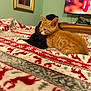 Nugget joined the competition — help win amazing prizes! kitten, cat, orange_tabby, black_cat, blanket, bedroom, cozy, snuggling, resting, cute, animal, pet, feline, indoor, soft, warm, patterned_blanket, home, sleeping, comfort