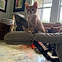 Nugget is registered to the contest to win money with this photo: kitten, orange_tabby, cat, furniture, recliner, window, living_room, artwork, cat_tree, sleeping_cat, natural_light, floor, curious, pet, indoor, cozy, resting, paw, ears, home
