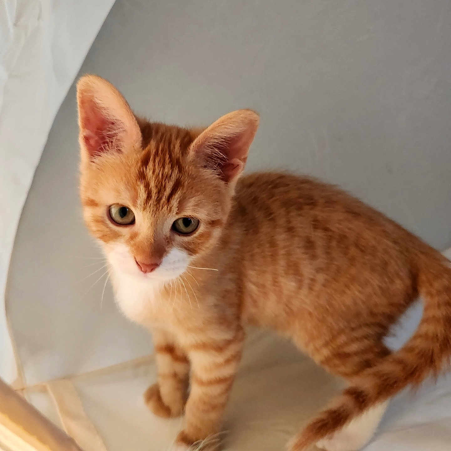Nugget joined the competition — help win amazing prizes! animal, cat, curious, cute, domestic_cat, feline, fur, indoor, kitten, orange_tabby, pet, playful, small, soft_light, tabby_pattern, tent, whiskers, white_chest, white_paws, young_cat