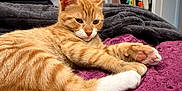 Nugget is registered to the contest to win money with this photo: cat, orange_tabby, white_paws, pet, indoor, bed, blanket, purple_blanket, furniture, clothing_rack, clothes, relaxed, fur, paw_pads, domestic_cat, resting, cozy, room, home_interior, sleepy