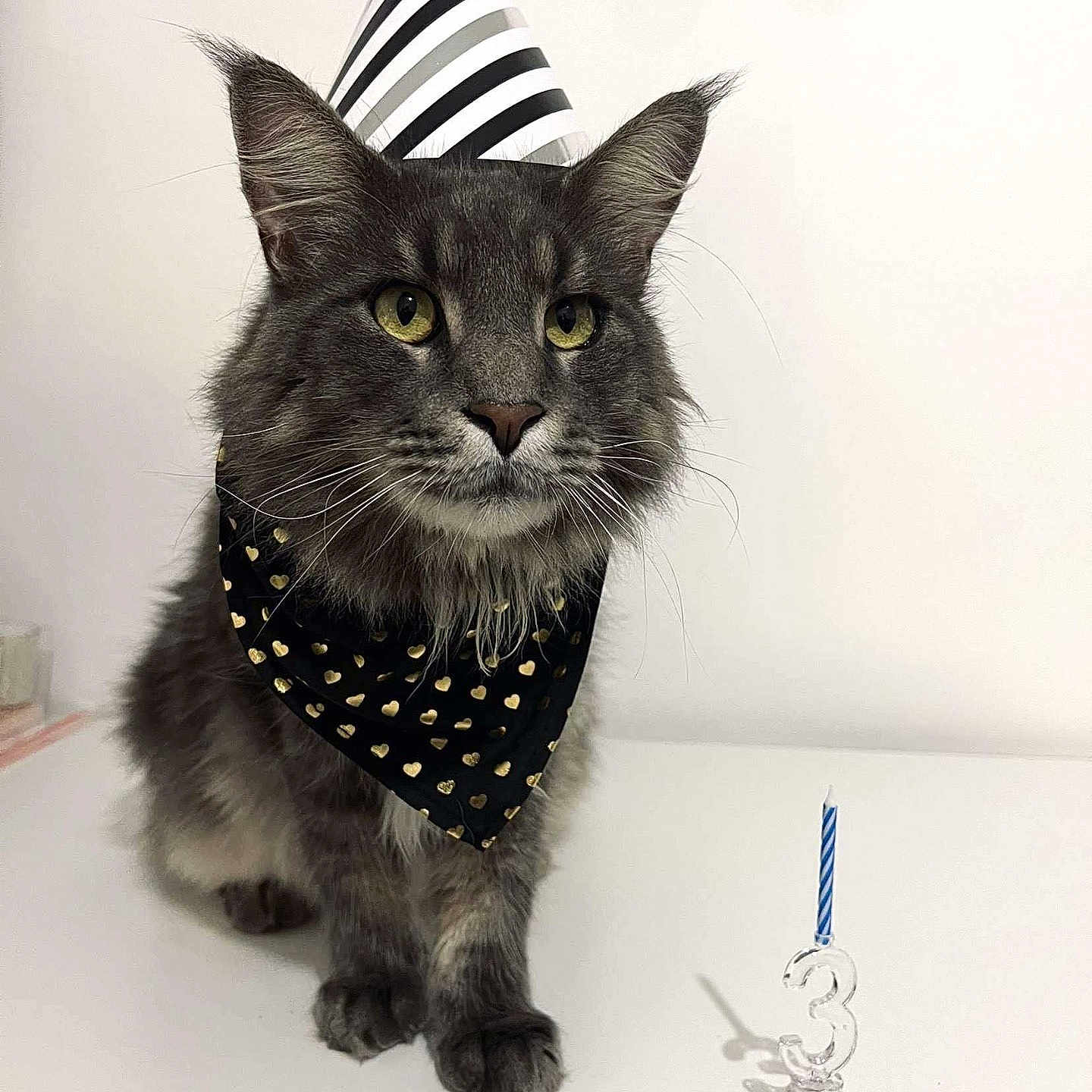 Skar a rejoint le concours — aidez-le/la à gagner de superbes lots ! animal, bandana, birthday, birthday_candle, black_bandana, cat, celebration, close_up, cute, eyes, feline, fur, golden_hearts, gray_cat, indoor, number_3, party_hat, pet, table, whiskers