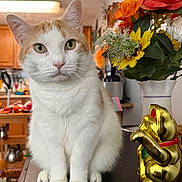 Tsipita joined the competition — help win amazing prizes! cat, orange_and_white_cat, table, golden_cat_figurine, flowers, vase, indoor, kitchen, wooden_furniture, decor, houseplant, pet, animal, sitting, closeup, domestic_cat, cute, whiskers, portrait, fur