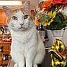 cat, orange_and_white_cat, table, golden_cat_figurine, flowers, vase, indoor, kitchen, wooden_furniture, decor, houseplant, pet, animal, sitting, closeup, domestic_cat, cute, whiskers, portrait, fur