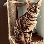 Zara a rejoint le concours — aidez-le/la à gagner de superbes lots ! bengal_cat, cat, pet, animal, feline, indoor, cat_tree, wood, sisal, fur, striped, spotted, whiskers, ears, eyes, sitting, alert, natural_light, texture, closeup