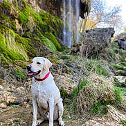 Pongo a rejoint le concours — aidez-le/la à gagner de superbes lots ! dog, waterfall, moss, rocks, outdoor, nature, wet_dog, red_collar, grass, trees, smiling_dog, landscape, animal, sitting, daylight, forest, canine, tongue_out, scenic, happy