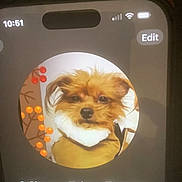 Missy Dior Perry is registered to the contest to win money with this photo: dog, pet, profile_picture, smartphone_screen, fur, cute, fluffy, portrait, brown, cozy, clothing, face, animal, contact, phone, app_interface, berries, decor, text, screen