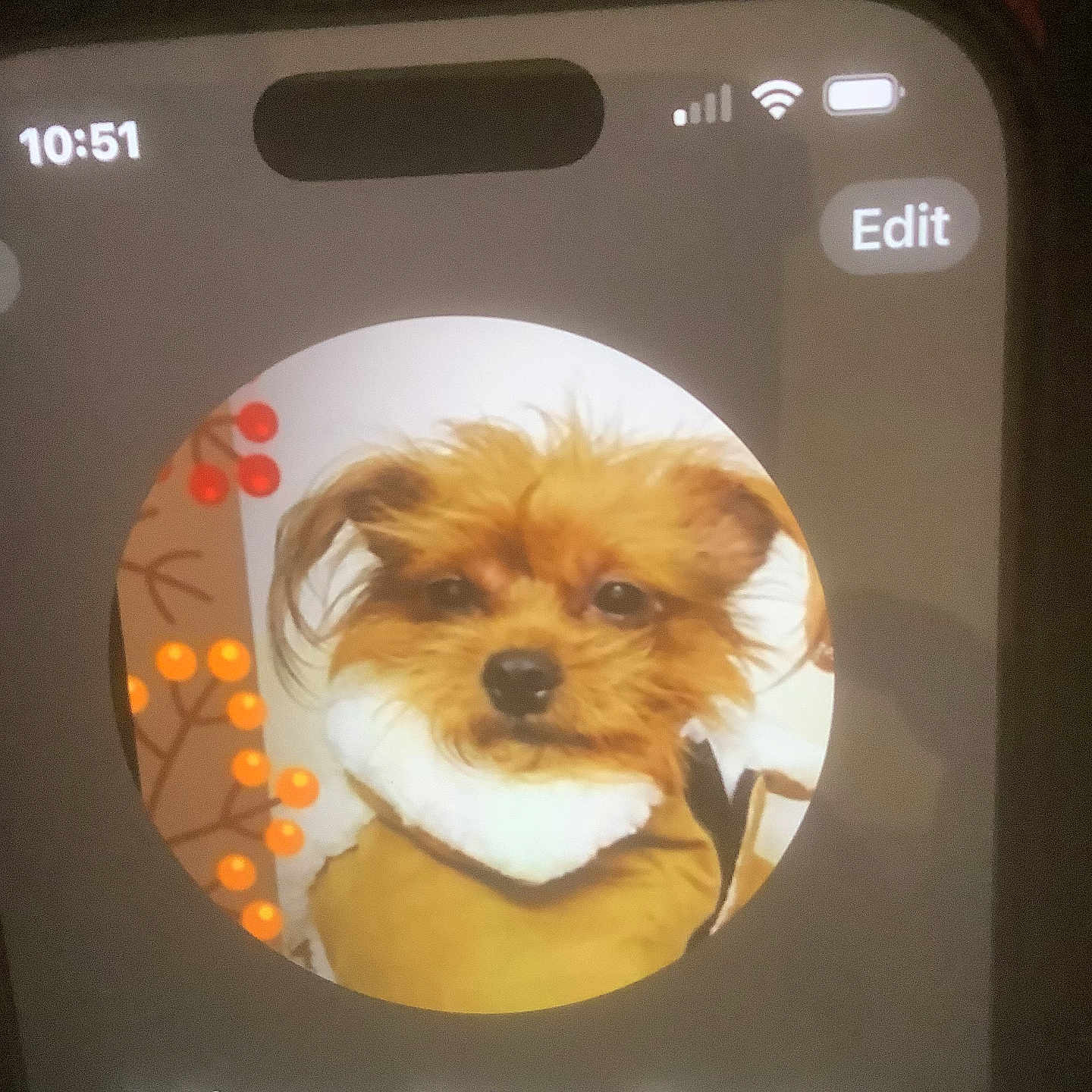 Missy Dior Perry is registered to the contest to win money with this photo: animal, app_interface, berries, brown, clothing, contact, cozy, cute, decor, dog, face, fluffy, fur, pet, phone, portrait, profile_picture, screen, smartphone_screen, text