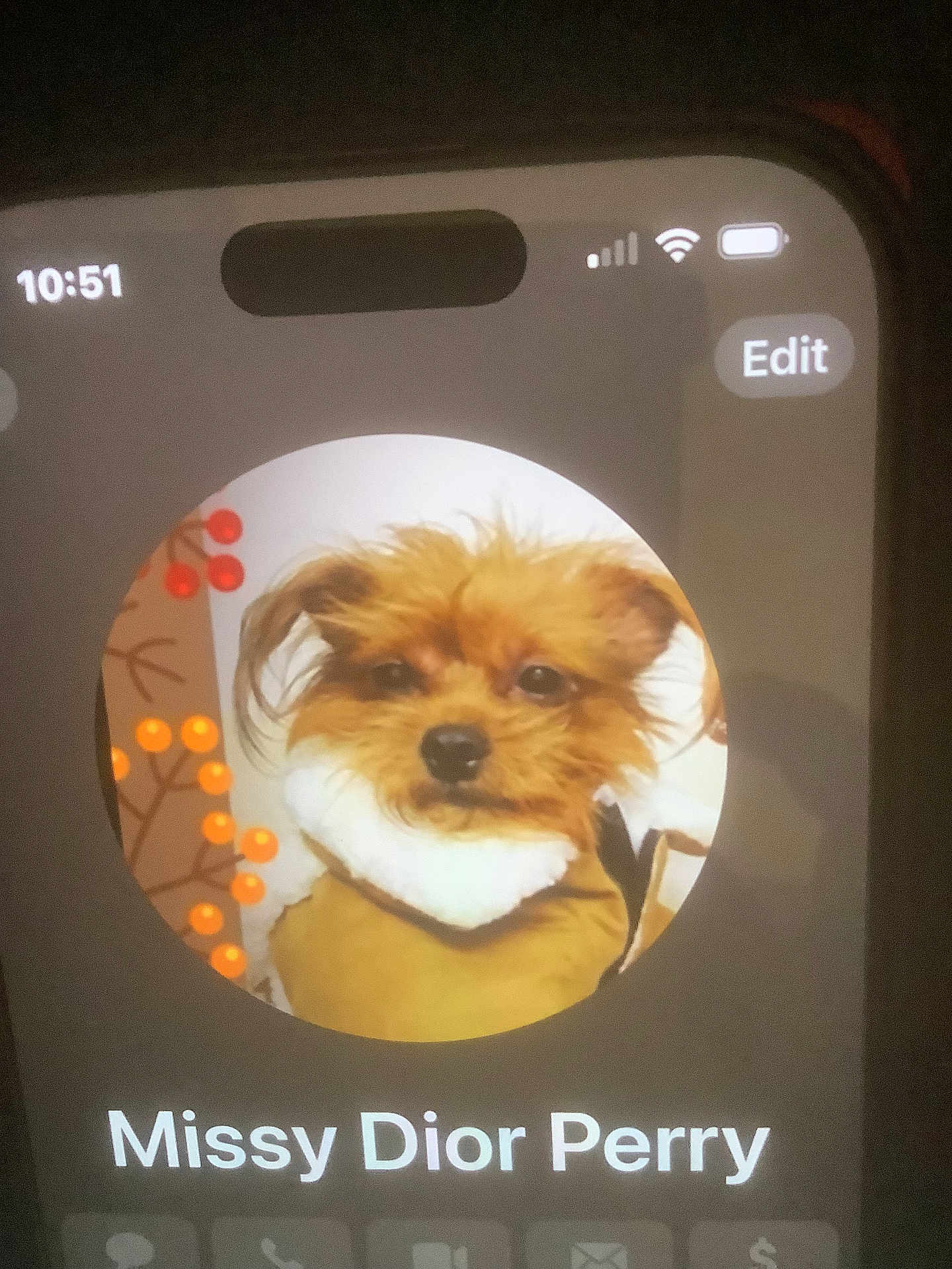 Missy Dior Perry is registered to the contest to win money with this photo: dog, pet, profile_picture, smartphone_screen, fur, cute, fluffy, portrait, brown, cozy, clothing, face, animal, contact, phone, app_interface, berries, decor, text, screen