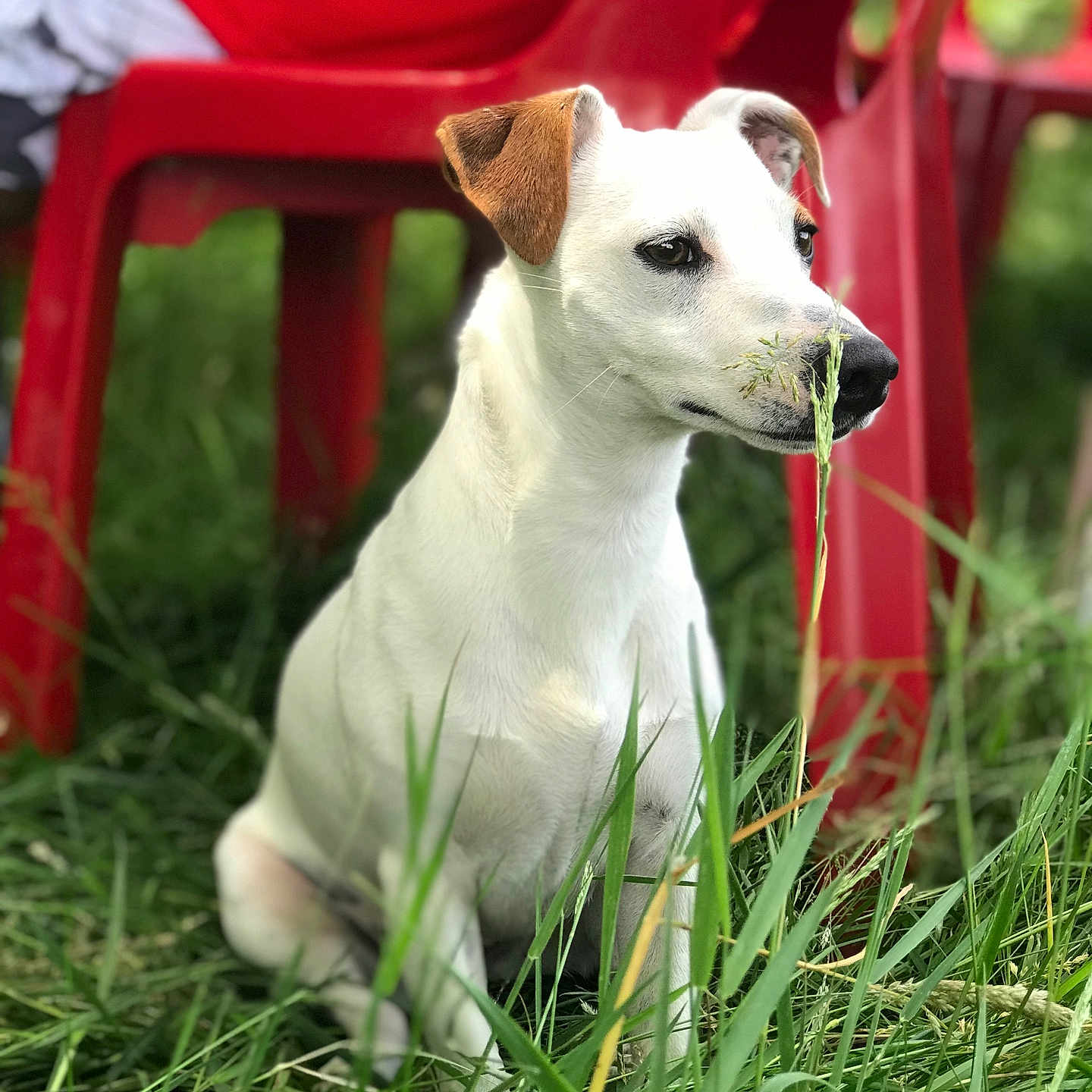 Réna a rejoint le concours — aidez-le/la à gagner de superbes lots ! accessories, animal, boy, canine, chair, child, dog, furniture, grass, hound, labradorretriever, lawn, male, outdoors, person, pet, plant, puppy, strap, whitedog