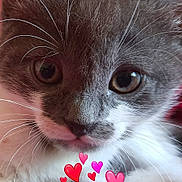 Savana a rejoint le concours — aidez-le/la à gagner de superbes lots ! carnivore, cat, close_up, domestic_short_haired_cat, eyelash, felidae, fur, gesture, iris, magenta, organ, paw, pet_supply, petal, photo_caption, pink, plant, small_to_medium_sized_cats, snout, whiskers