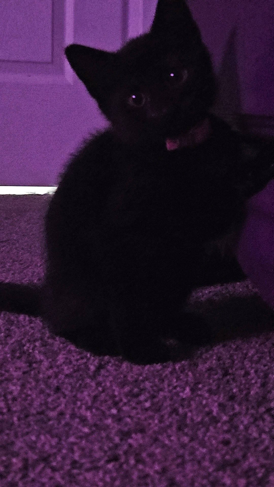 Nova joined the competition — help win amazing prizes! animal, black_cat, carpet, cat, collar, curious, cute, domestic_cat, door, ears, feline, floor, indoor, kitten, low_light, pet, purple_tint, shadow, whiskers, young_cat