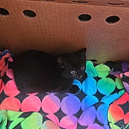 Nova is registered to the contest to win money with this photo: animal, black_cat, blanket, cardboard_box, cat, colorful, cozy, curious, cute, domestic, fleece, fur, indoor, kitten, pet, resting, sleeping_spot, small, soft_texture, young