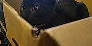 Nova is registered to the contest to win money with this photo: animal, black_cat, blanket, box, cardboard_box, cat, close_up, collar, cozy, curious, cute, domestic, feline, furniture, home, indoor, mischievous, pet, resting, wide_eyes