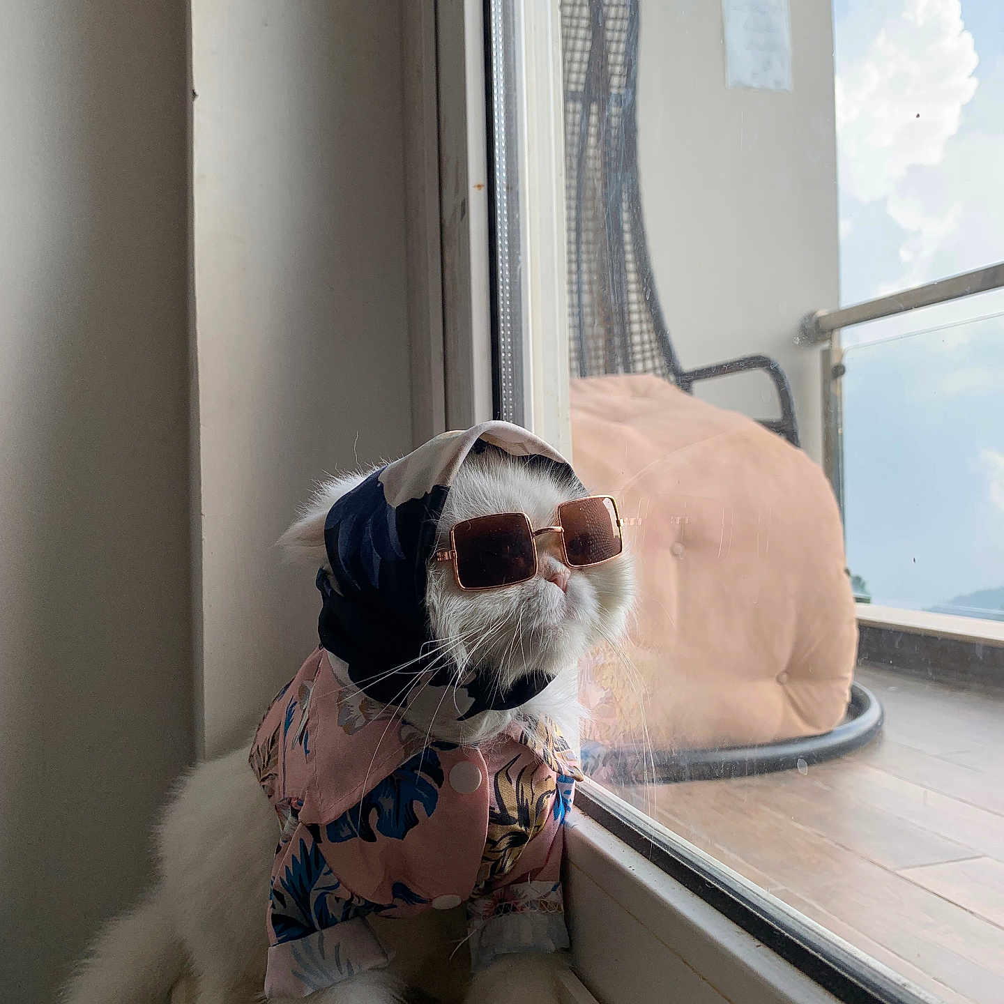 Rabby is registered to the contest to win money with this photo: accessory, animal, cat, clothing, cute, domestic_animal, fashion, feline, fur, glasses, indoor, looking_out, pet, pose, reflection, scarf, stylish, sunglasses, white_cat, window