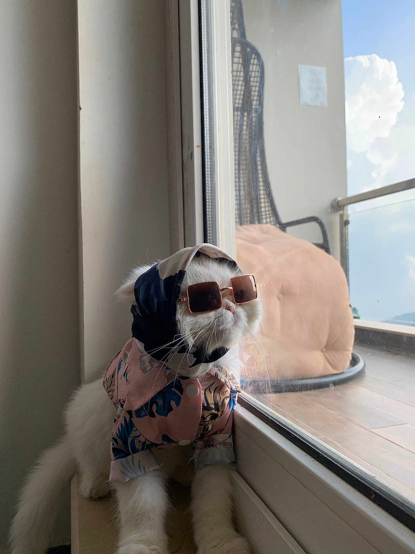 Rabby is registered to the contest to win money with this photo: accessory, animal, cat, clothing, cute, domestic_animal, fashion, feline, fur, glasses, indoor, looking_out, pet, pose, reflection, scarf, stylish, sunglasses, white_cat, window