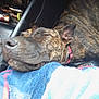animal, brindle, canine, closeup, collar, comfort, companion, cozy, dog, domestic, friend, fur, indoor, nap, pet, relaxed, resting, seat, sleeping, towel