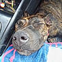 Akïra a rejoint le concours — aidez-le/la à gagner de superbes lots ! animal, brindle, car_interior, close_up, comfort, companion, dog, domestic_animal, ears, fur, laying_down, nose, peaceful, pet, relaxing, resting, seat, sleeping, towel, vehicle