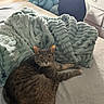 cat, gray_cat, pet, animal, feline, bed, bedroom, blanket, plush_blanket, cushion, indoor, cozy, relaxing, lying_down, sitting, long_whiskers, yellow_eyes, pointed_ears, portrait, home