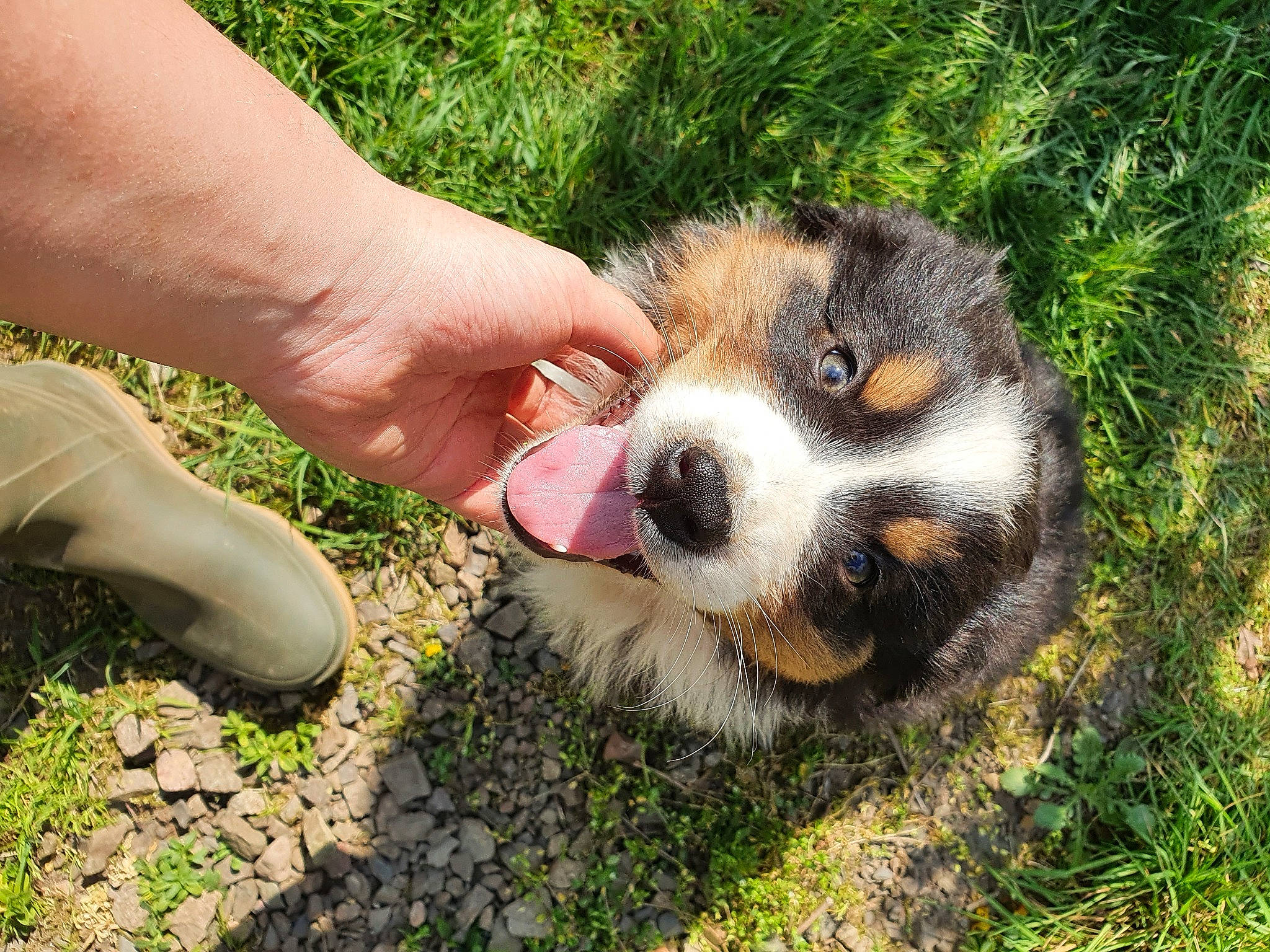 Raven a rejoint le concours — aidez-le/la à gagner de superbes lots ! australian_shepherd, bernese_mountain_dog, canidae, carnivore, dog, dog_breed, grass, mammal, miniature_australian_shepherd, puppy, sporting_group, vertebrate, welsh_sheepdog, working_dog