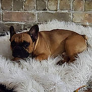 Bruno joined the competition — help win amazing prizes! dog, french_bulldog, pet, animal, brown, fluffy_blanket, white, resting, indoor, brick_wall, cozy, cute, relaxed, portrait, fur, ears, snout, home_decor, autumn, flowers