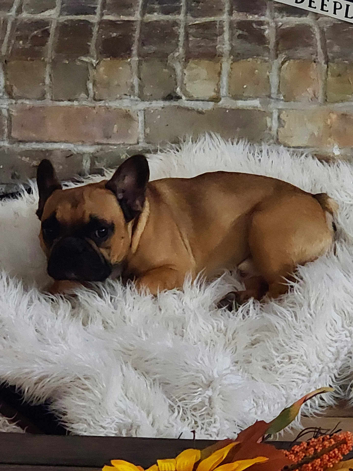 Bruno