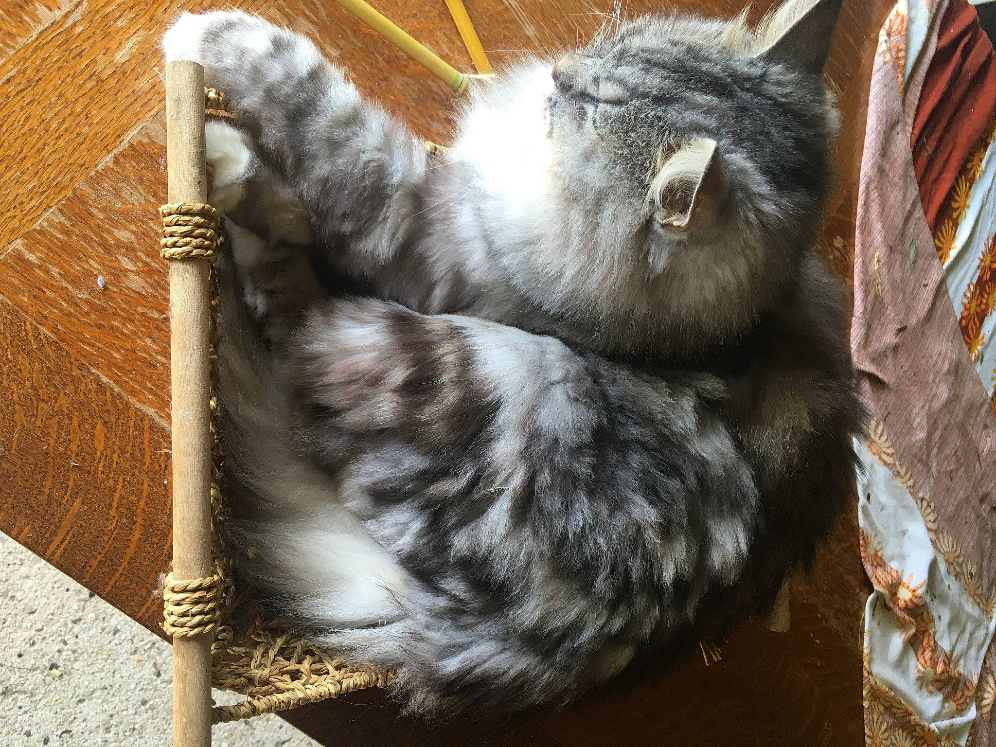 Harpo participe au concours pour gagner de l'argent avec cette photo : animal_shelter, carnivore, cat, claw, comfort, dog_breed, felidae, foot, fur, paw, primate, small_to_medium_sized_cats, snout, sporting_group, tail, terrestrial_animal, whiskers, wildlife, wood, zoo