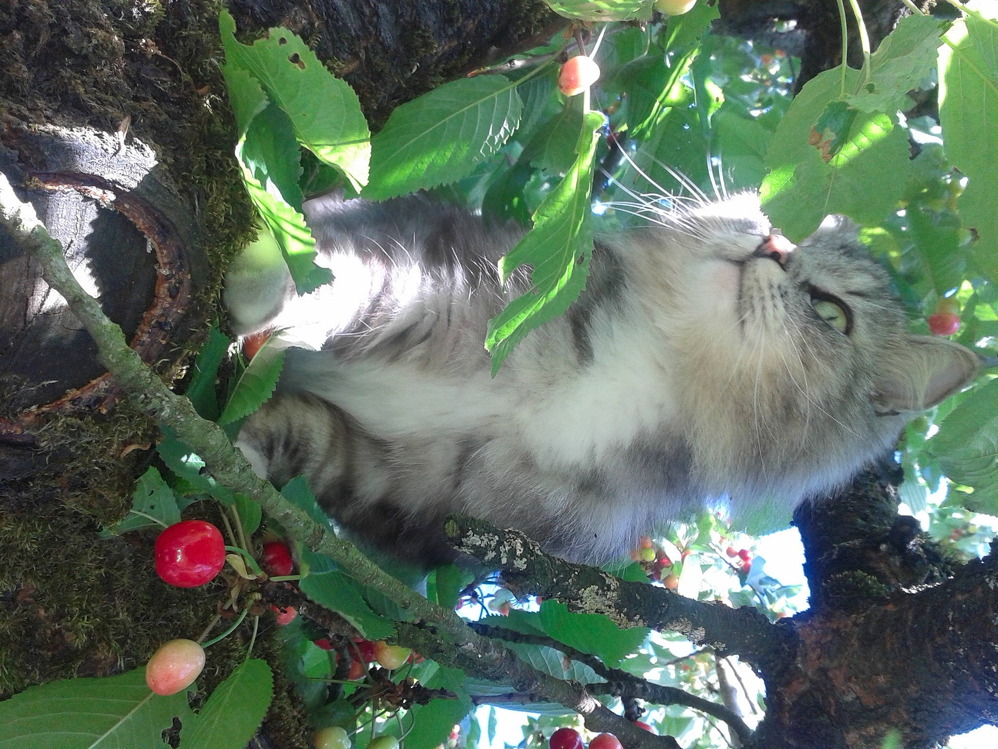 Harpo a rejoint le concours — aidez-le/la à gagner de superbes lots ! beak, branch, common_opossum, domestic_short_haired_cat, felidae, fur, marsupial, opossum, organism, plant, small_to_medium_sized_cats, tail, terrestrial_animal, terrestrial_plant, tree, trunk, twig, whiskers, wildlife, woody_plant