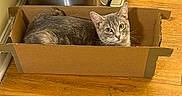 Sheba is registered to the contest to win money with this photo: box, cardboard_box, cat, container, curious, curled, domestic_animal, ears, flooring, gaze, hardwood_floor, home, indoor, pet, sitting, small_animal, tabby, trash_can, whiskers, yellow_eyes