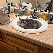 Sheba joined the competition — help win amazing prizes! cat, sink, bathroom, faucet, countertop, mirror, toiletries, toothbrush, soap_dispenser, towel, person_reflection, phone, cabinet, gray_tabby, pet, indoor, vanity, toothpaste, bottle, cute