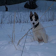 Inouk participe au concours pour gagner de l'argent avec cette photo :