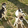 Inouk participe au concours pour gagner de l'argent avec cette photo :