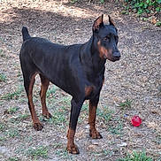 Tess a rejoint le concours — aidez-le/la à gagner de superbes lots ! doberman, dog, animal, pet, outdoor, grass, ball, leafy_bushes, alert, standing, nature, canine, brown, black, ears_up, ground, play, summer, daylight, watchful