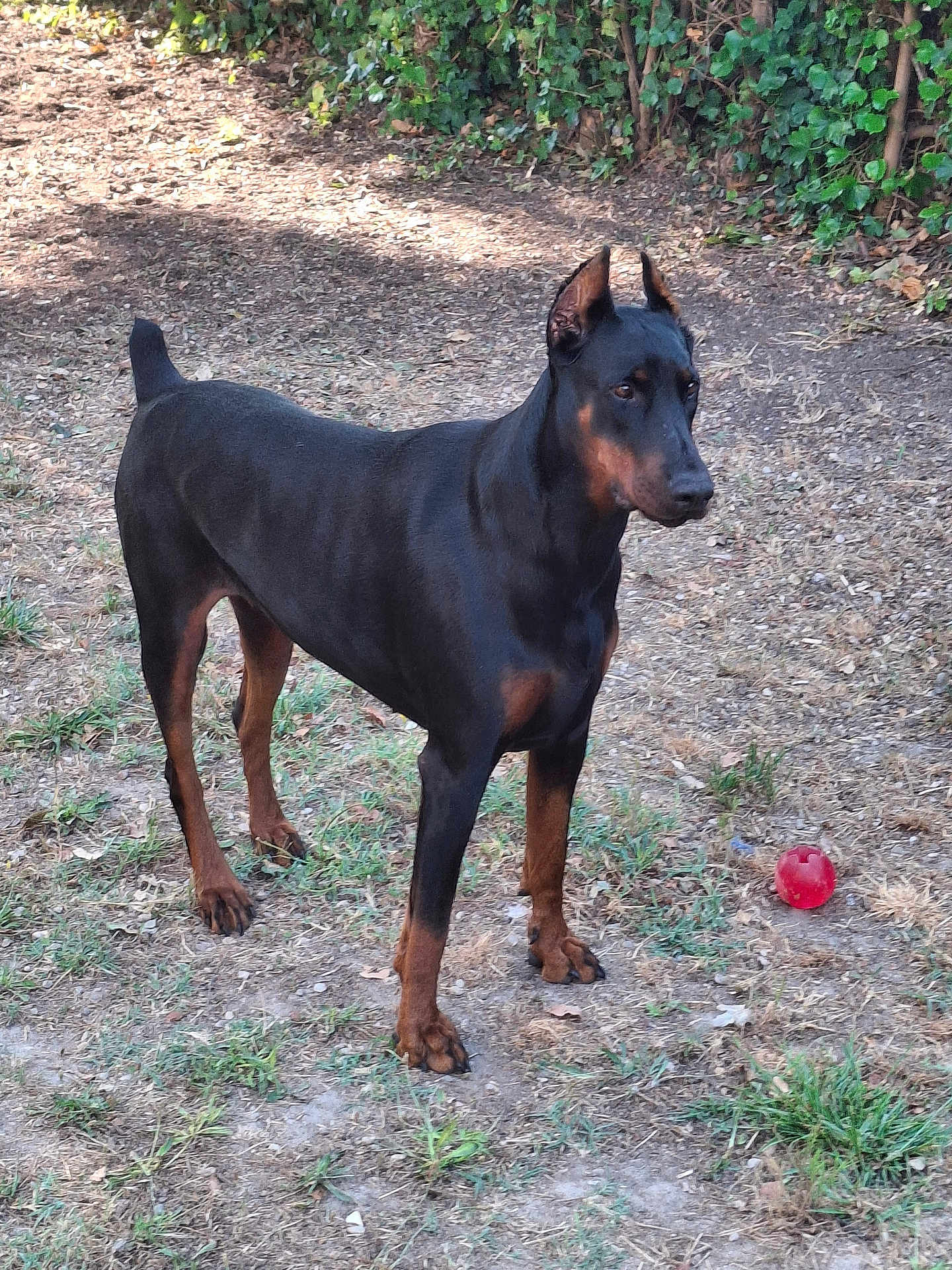 Tess a rejoint le concours — aidez-le/la à gagner de superbes lots ! doberman, dog, animal, pet, outdoor, grass, ball, leafy_bushes, alert, standing, nature, canine, brown, black, ears_up, ground, play, summer, daylight, watchful