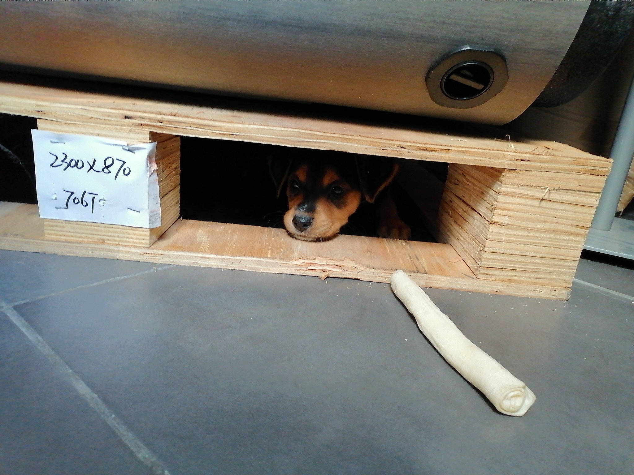 Clark a rejoint le concours — aidez-le/la à gagner de superbes lots ! canidae, carnivore, companion_dog, dog, dog_breed, floor, flooring, puppy, sporting_group, table, wood