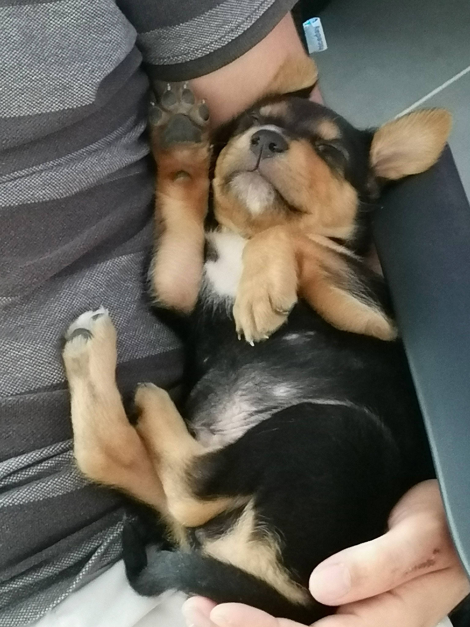 Clark participe au concours pour gagner de l'argent avec cette photo : canidae, carnivore, companion_dog, dog, dog_breed, ear, fawn, german_shepherd_dog, gesture, hand, paw, puppy, puppy_love