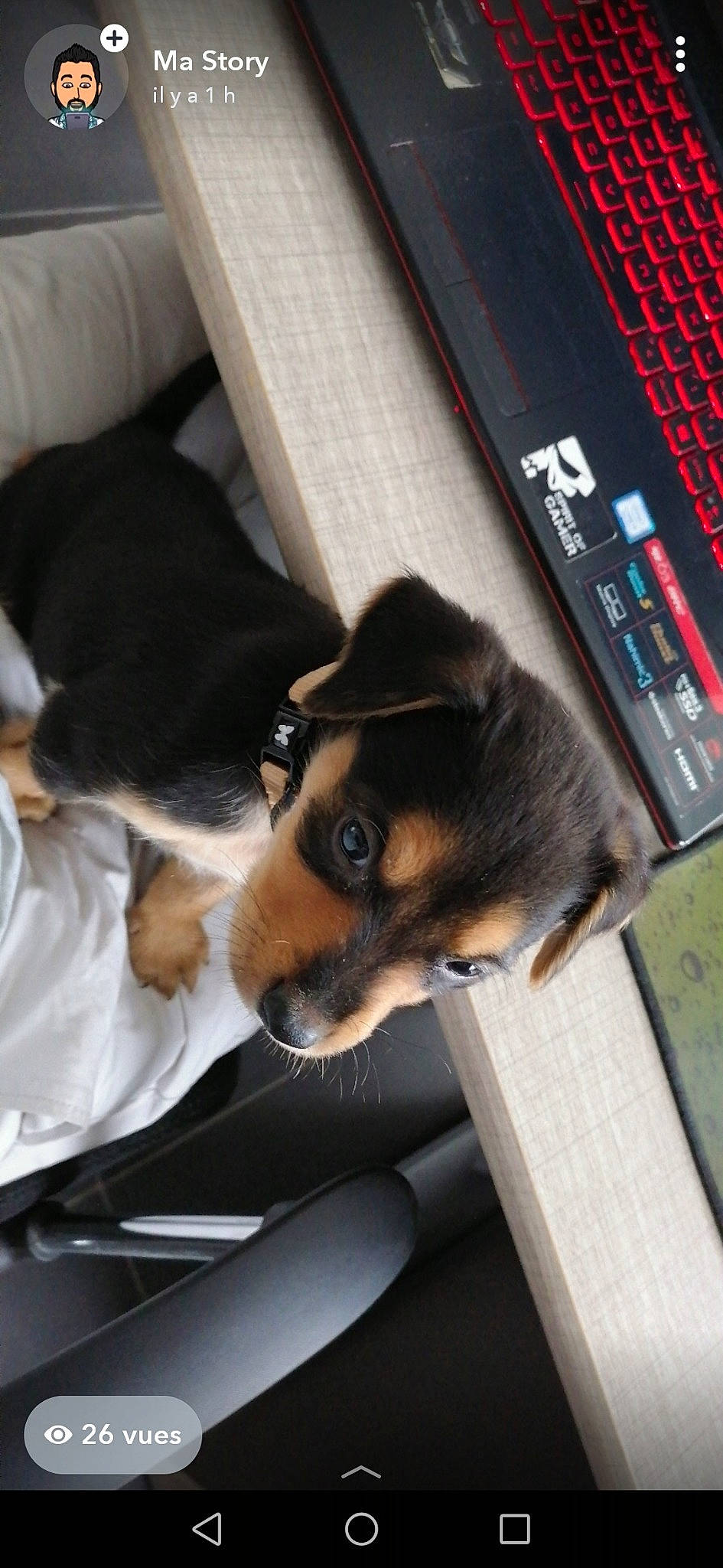 Clark a rejoint le concours — aidez-le/la à gagner de superbes lots ! canidae, carnivore, companion_dog, dog, dog_breed, ear, miniature_pinscher, puppy, snout, sporting_group