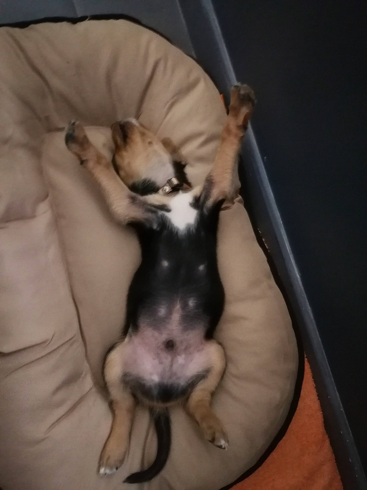 Clark participe au concours pour gagner de l'argent avec cette photo : american_hairless_terrier, canidae, carnivore, chihuahua, dog, dog_breed, fawn, ferret, mammal, puppy, tail, toy_dog