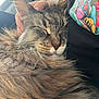 cat, tabby, sleeping, fluffy, pet, close_up, hand, person, colorful_shirt, fur, whiskers, cozy, resting, indoor, companion, comfort, relaxation, mammal, domestic_animal, face_closeup