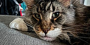 Ostach Mou participe au concours pour gagner de l'argent avec cette photo : cat, tabby, close_up, fur, whiskers, green_eyes, laying, gray_surface, indoor, pet, animal, muzzle, ears, relaxed, portrait, feline, soft_light, texture, focus, domestic_cat