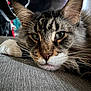 cat, tabby, close_up, fur, whiskers, green_eyes, laying, gray_surface, indoor, pet, animal, muzzle, ears, relaxed, portrait, feline, soft_light, texture, focus, domestic_cat